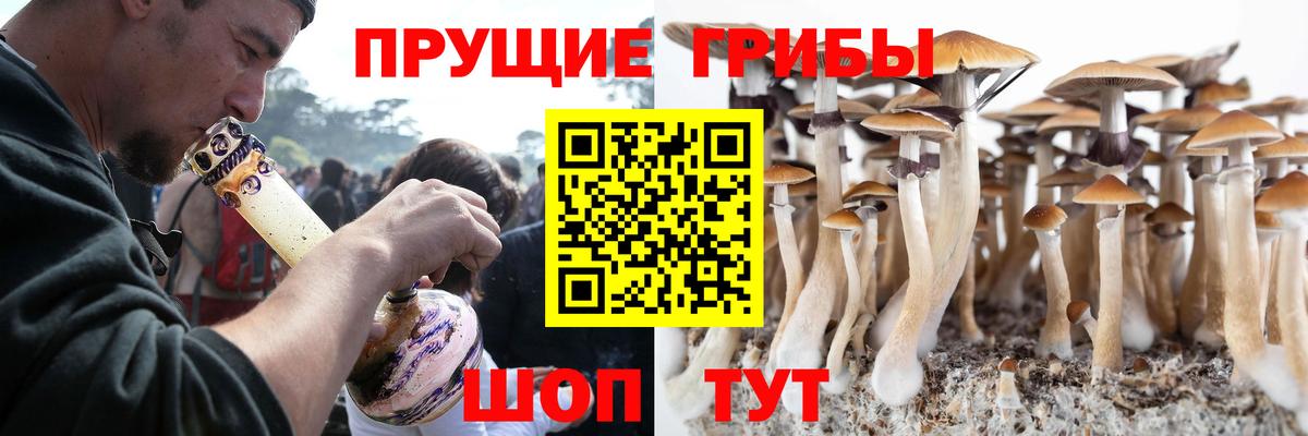 Псилоцибиновые грибы Psilocybe Кропоткин
